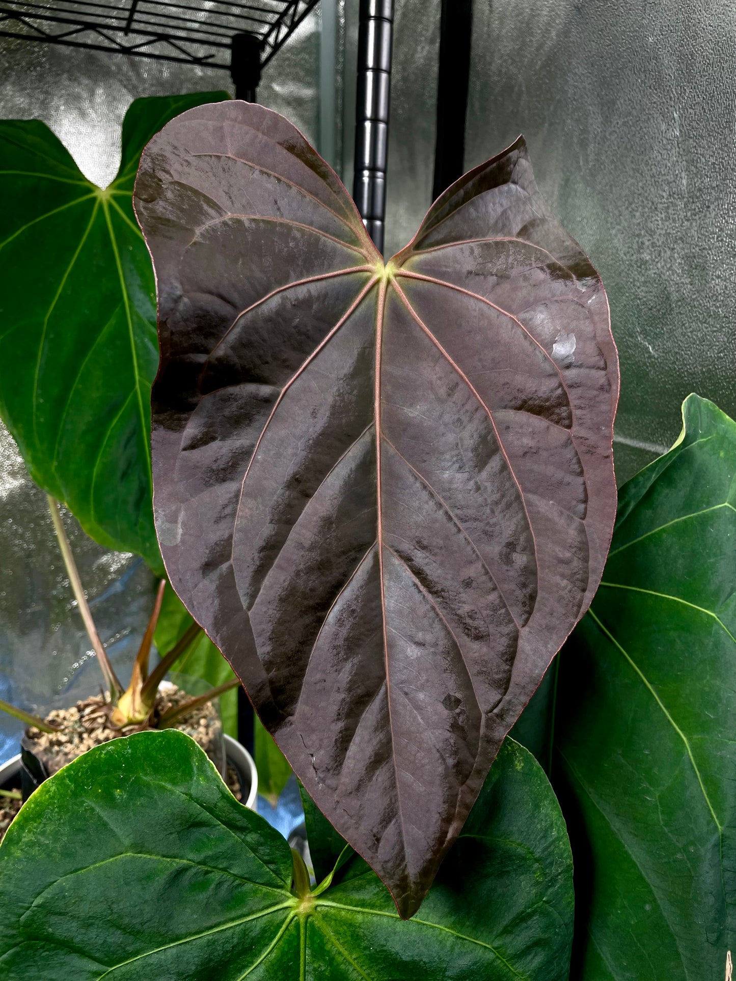 Anthurium Midnight velvet x 'Red Studd'