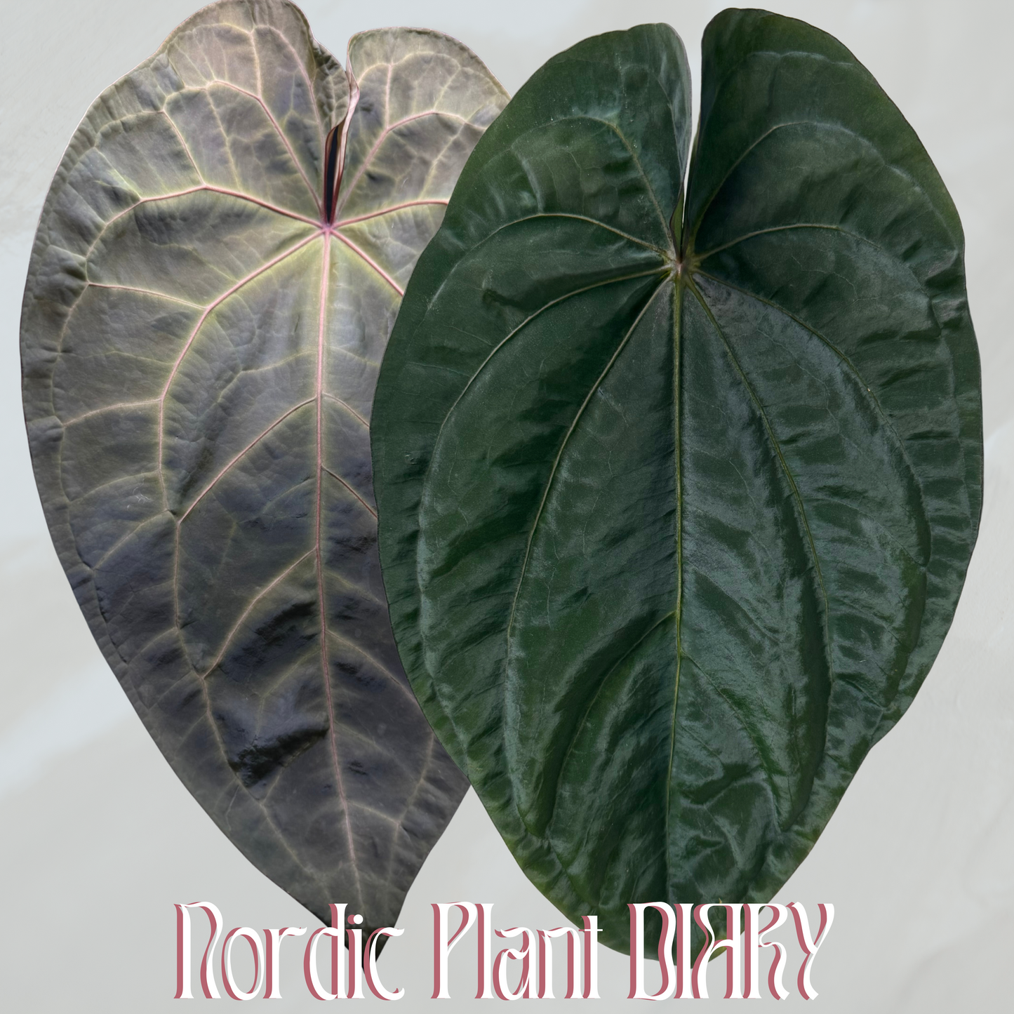 npd-cover:2_32a64df3-125b-44ef-ae74-4bd5d0f2a264.png