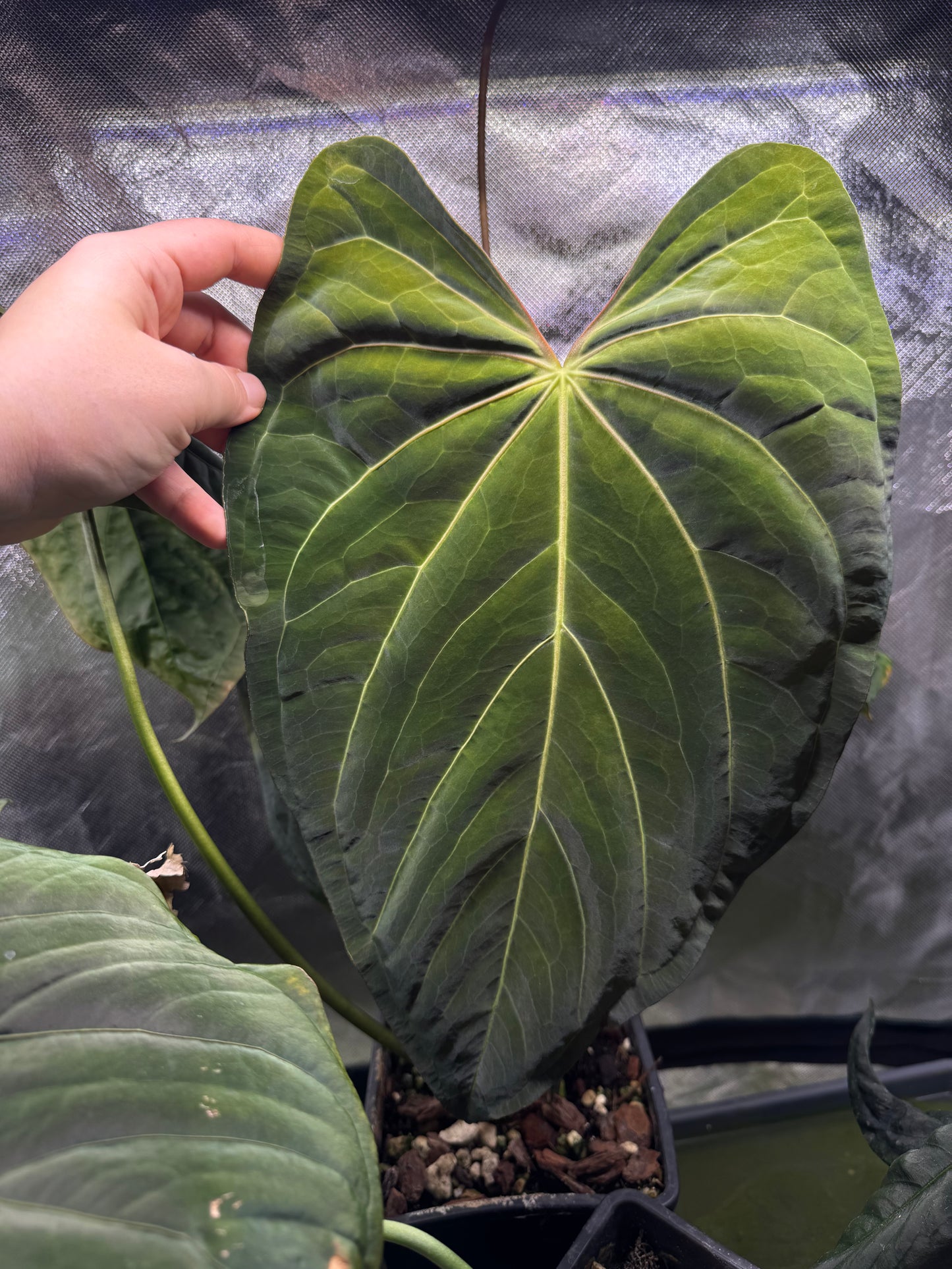 Anthurium papX x X-One