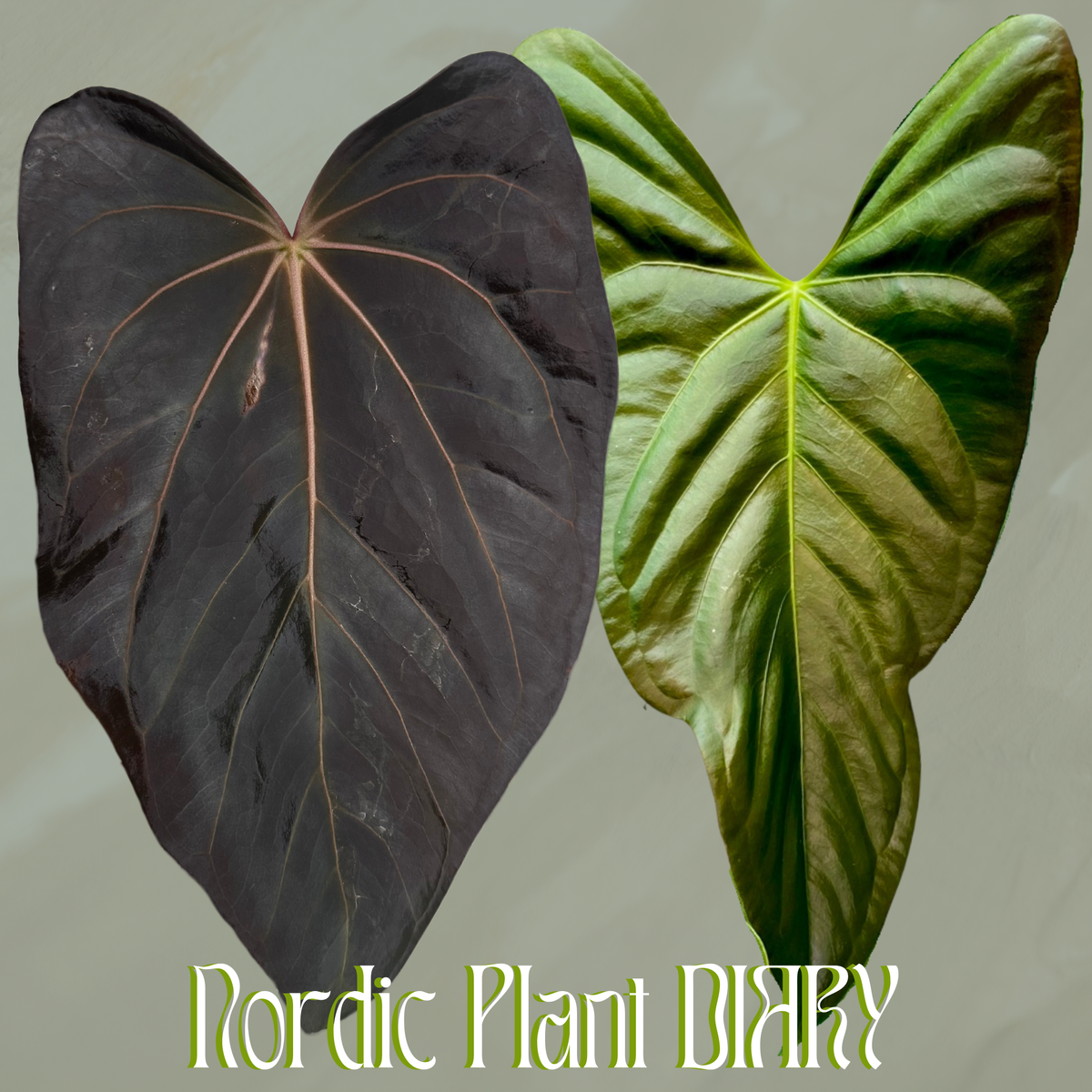 npd-cover:3_38857f3b-860b-4909-a493-9fdfee9350ca.png