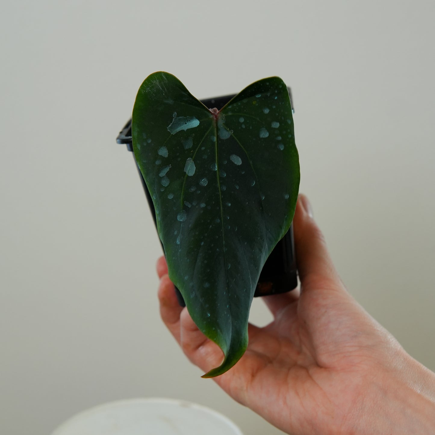 Anthurium Eastern dressleri