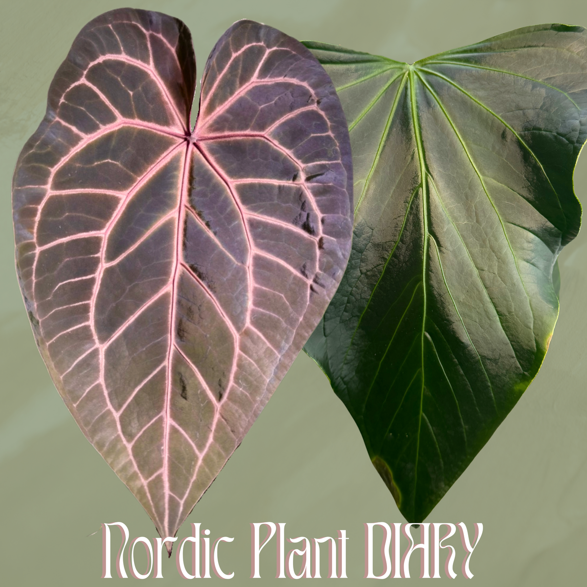 npd-cover:9_f4d4e613-caae-4593-81ba-50d5adea3f8f.png