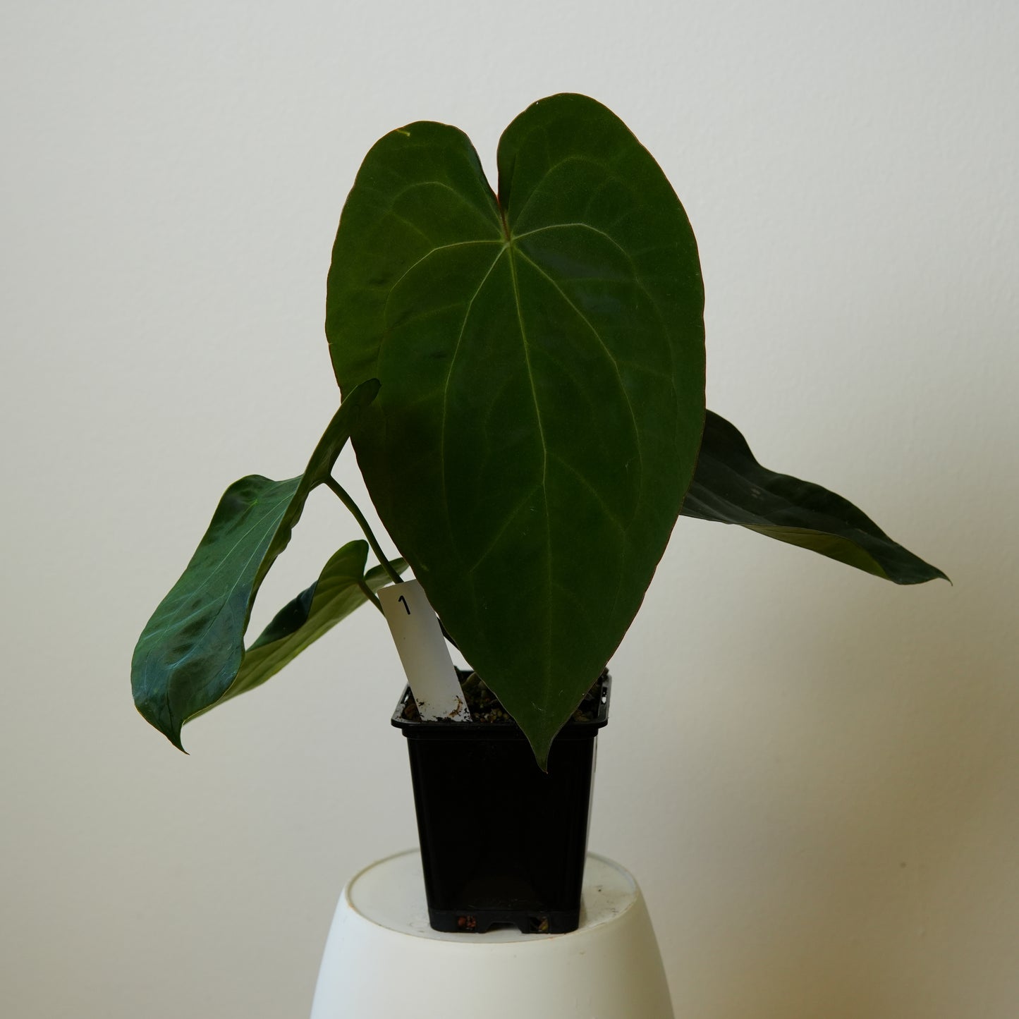 Anthurium Velvet mask x (noid 'Code Red' x papillilaminum 'A+')