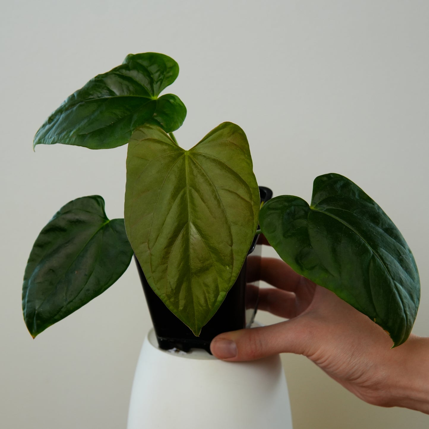 Anthurium Mr. World Wide x debile