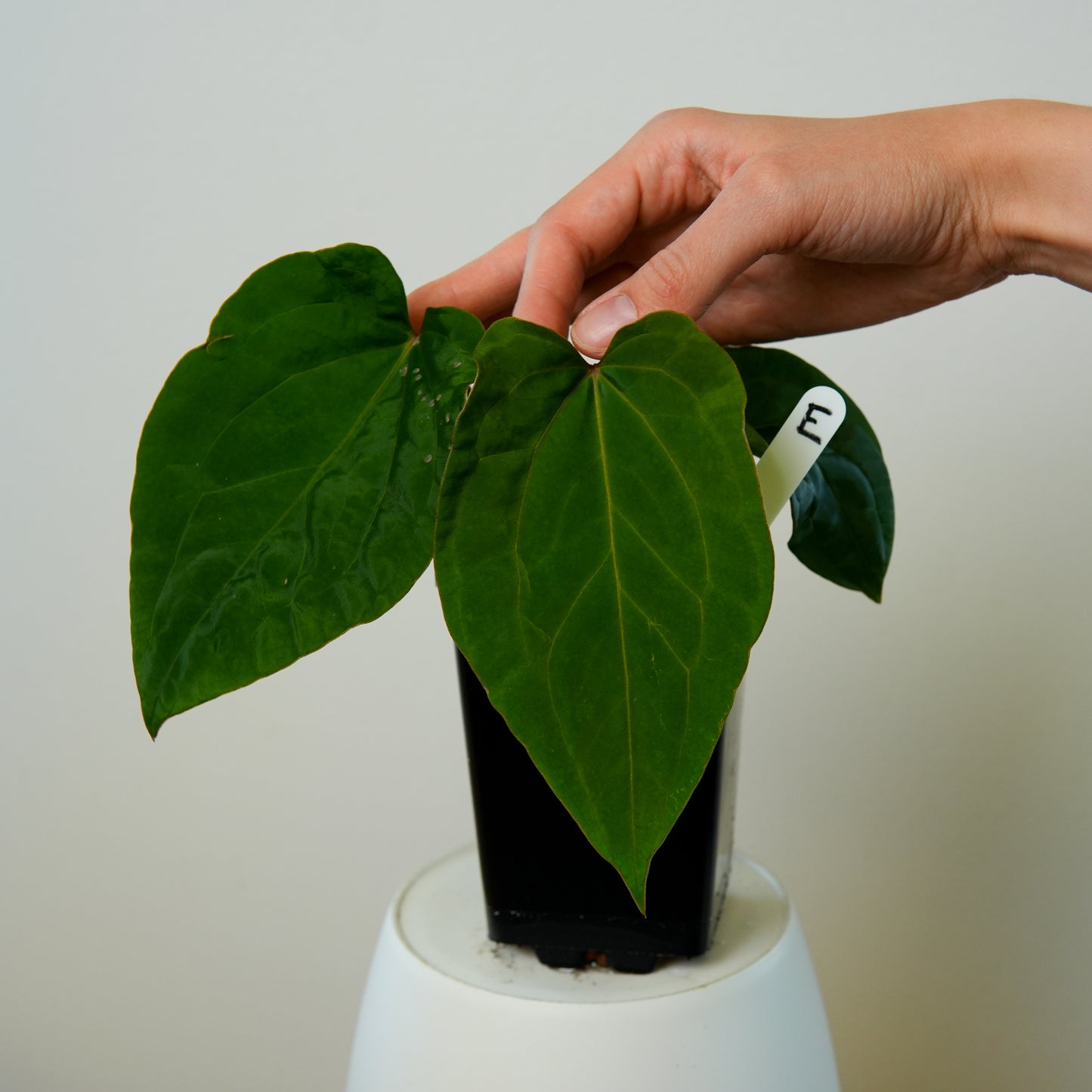 Anthurium 'Lava' x kunayalense