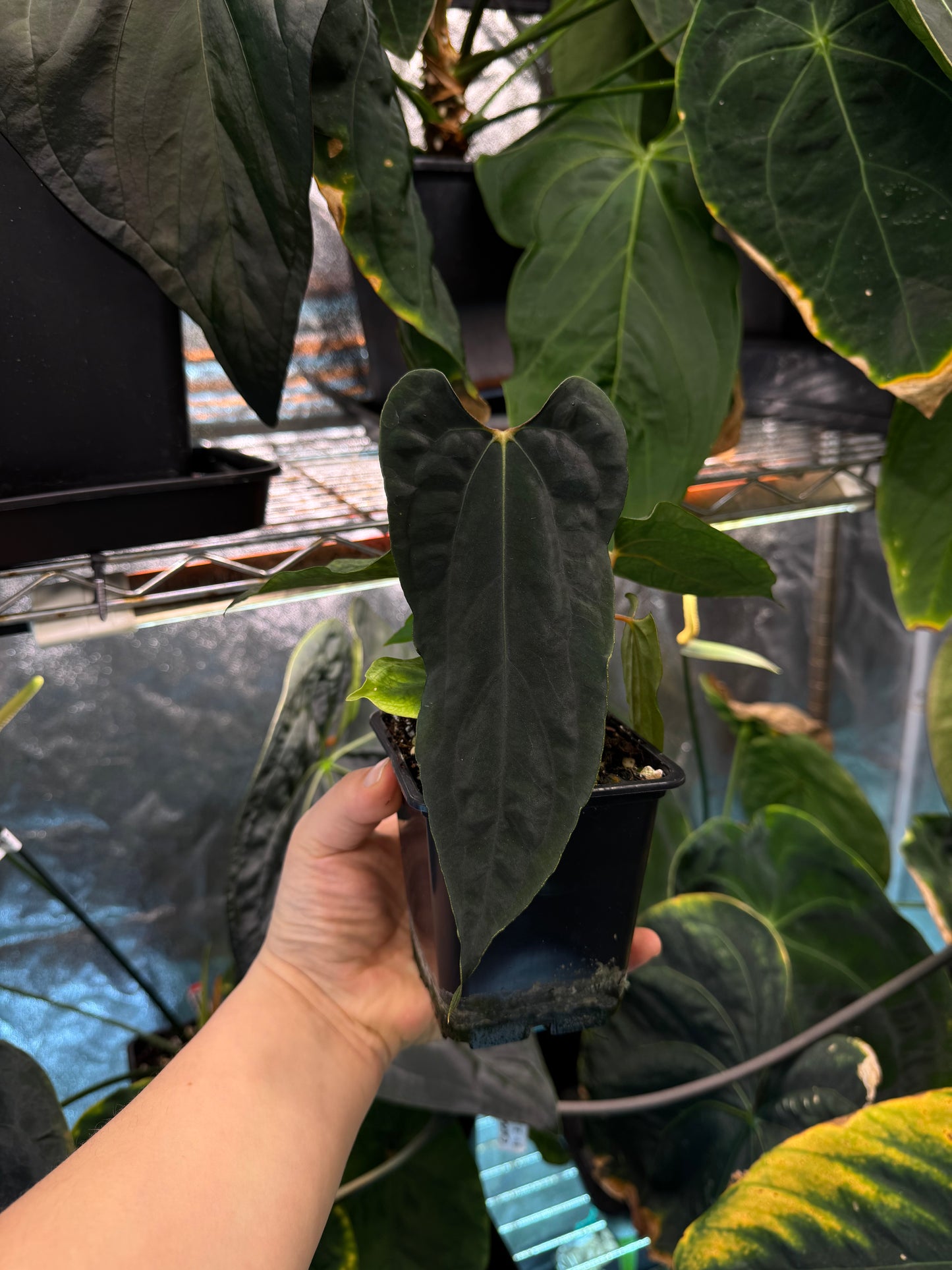 Anthurium papillilaminum 'Ralph Lynam' x self
