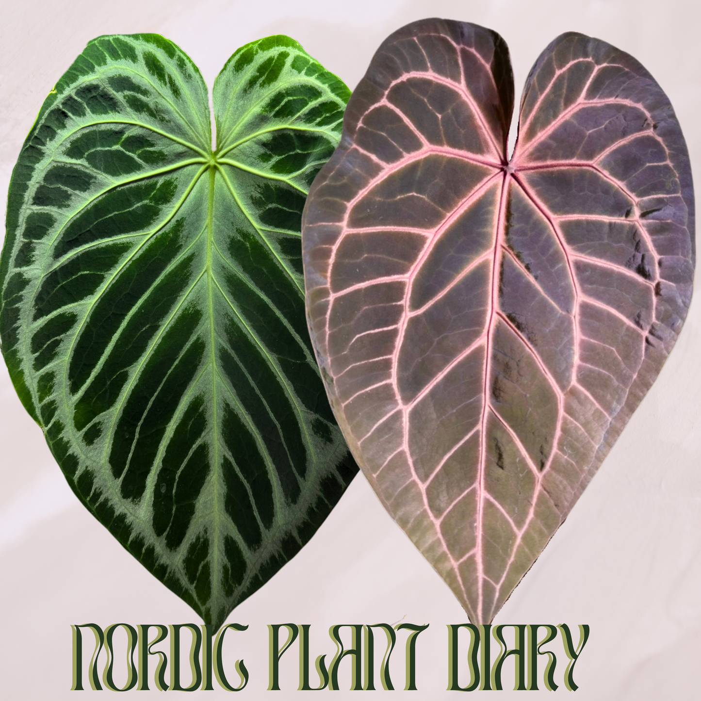 Anthurium Silver Blush x (Zara x Michelle)
