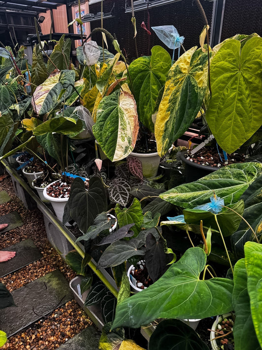 The Bangkok Anthurium growers, a visitor's directory