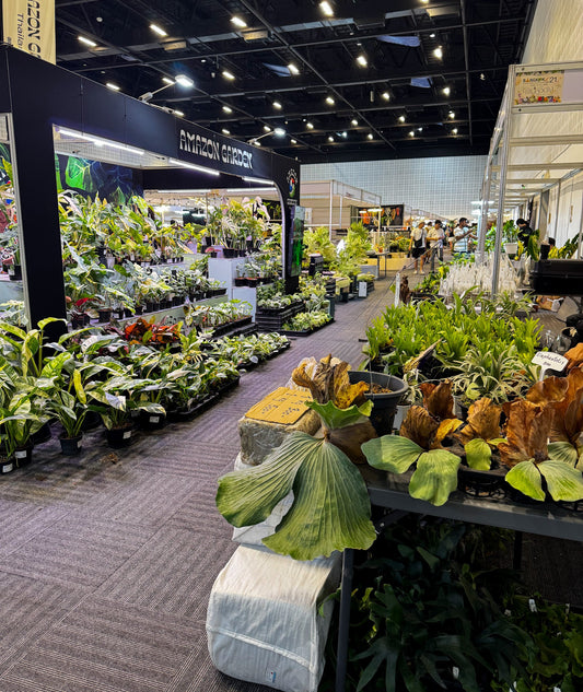 Visiting the Bangkok International Exotic Plant Show, a first-timer's guide