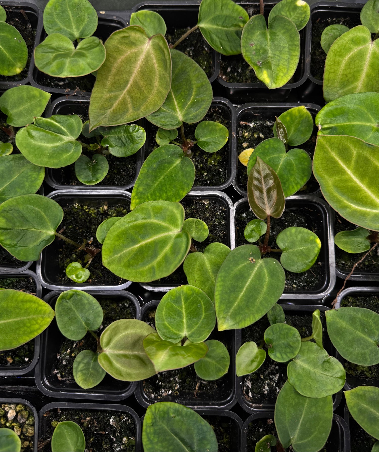 Seed releases