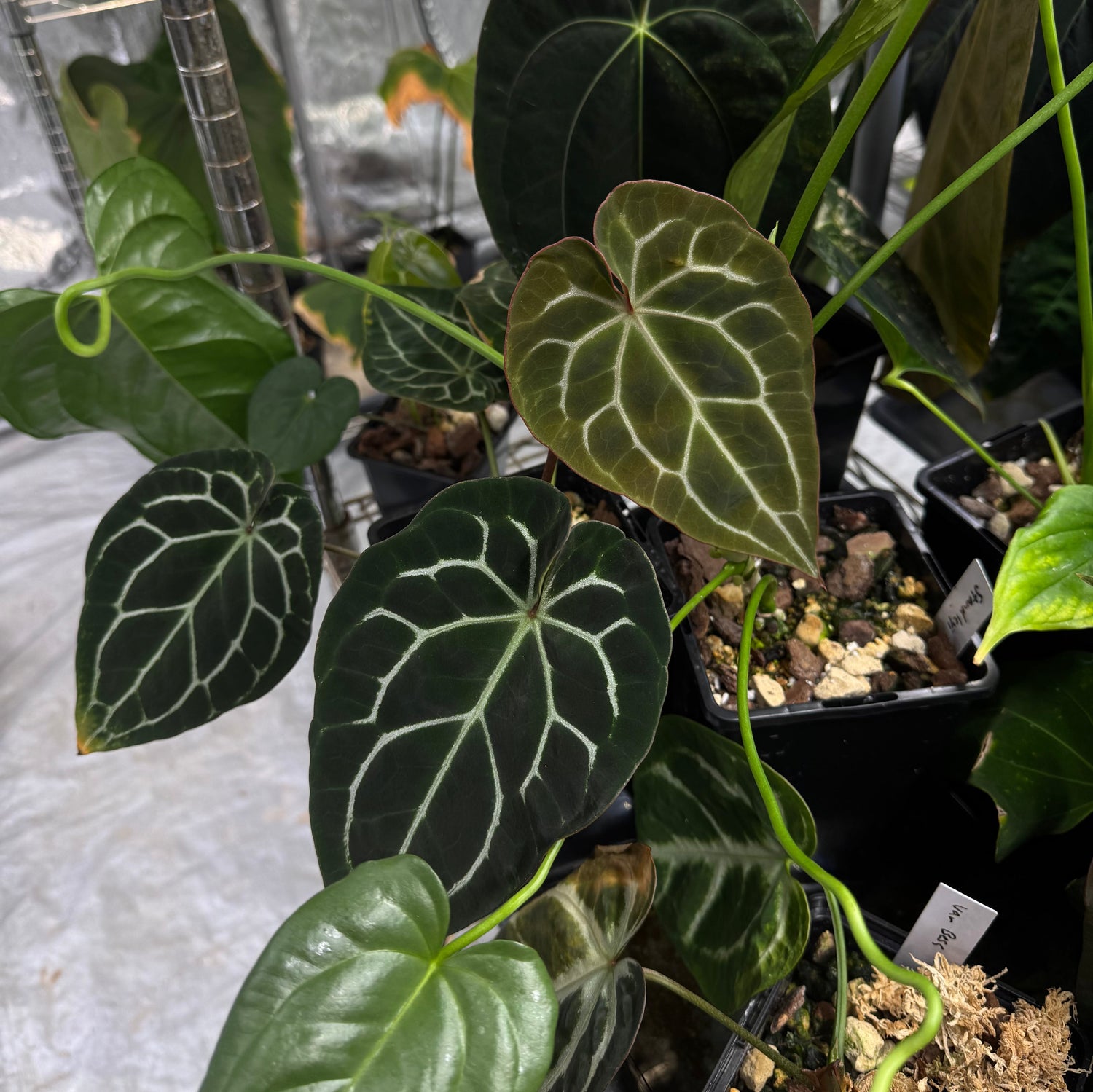 Select cuttings