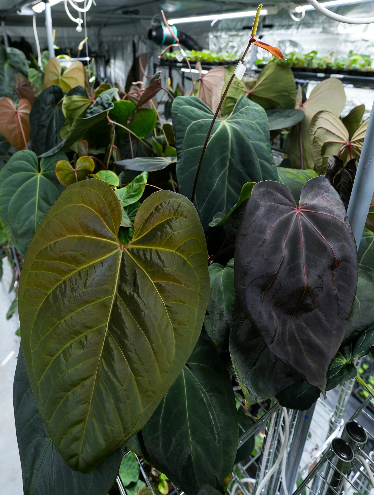 Original hybrids
