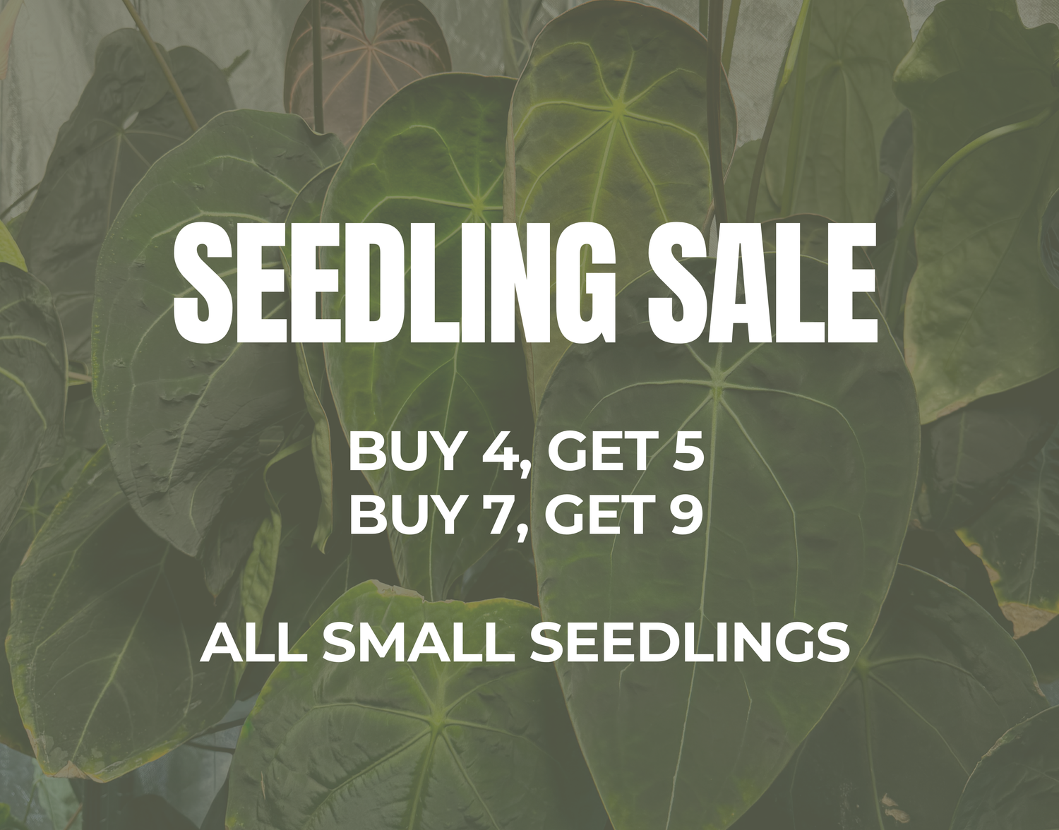 Small seedling sale