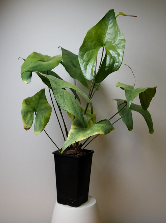 Anthurium diabloense