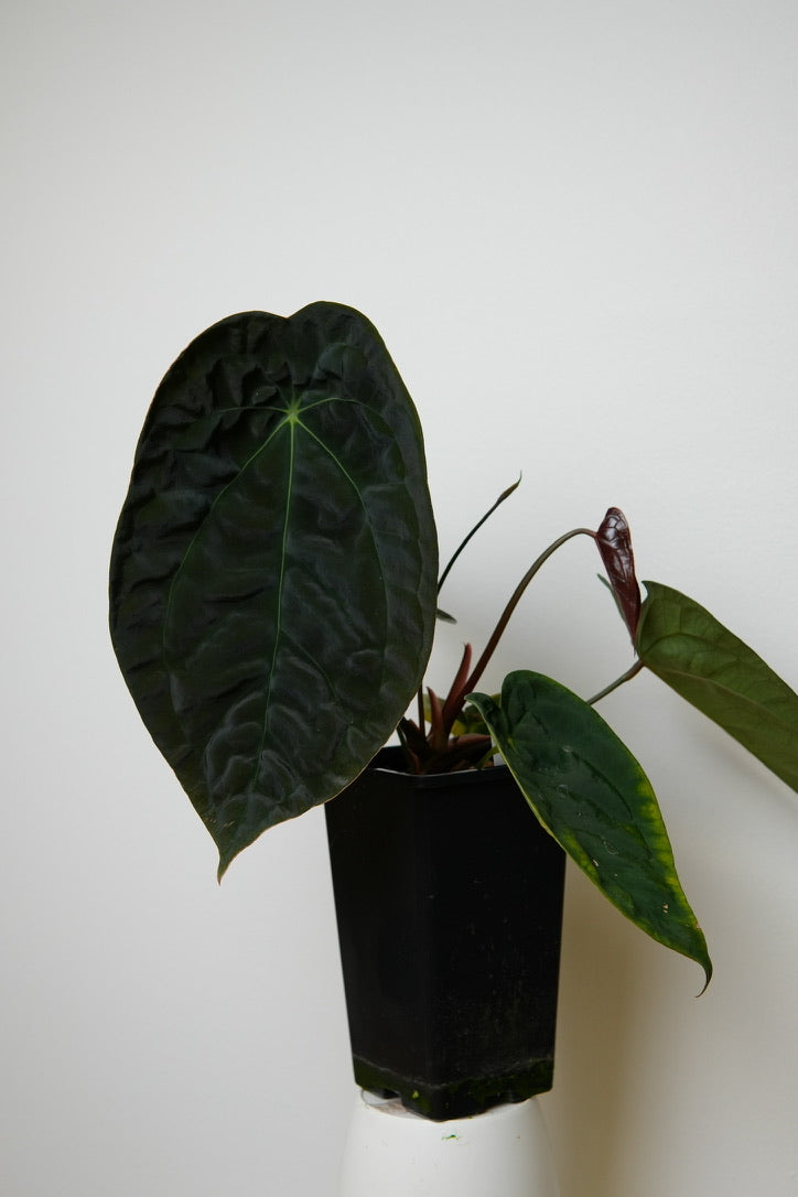 Anthurium (AOS x forgetii 2) x (Dorito port x RLFS) 'Alexandrite'