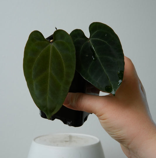 Anthurium AOS green form X