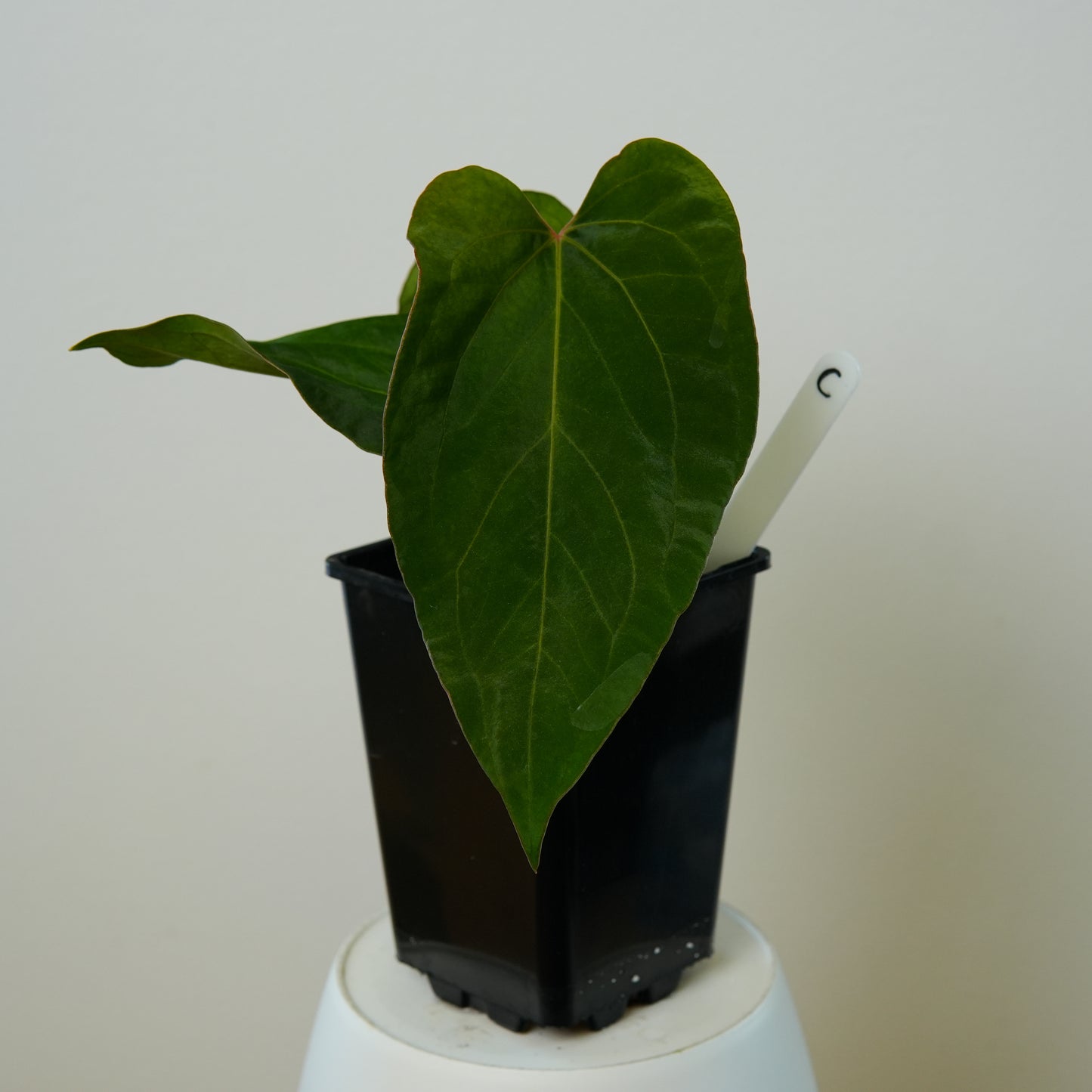 Anthurium 'Lava' x kunayalense