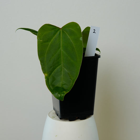 Anthurium AOS GF X x rioclarense wild hybrid