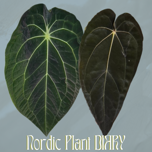 Anthurium (Velvet mask x besseae aff 1) x (carlablackiae x dressleri RG)