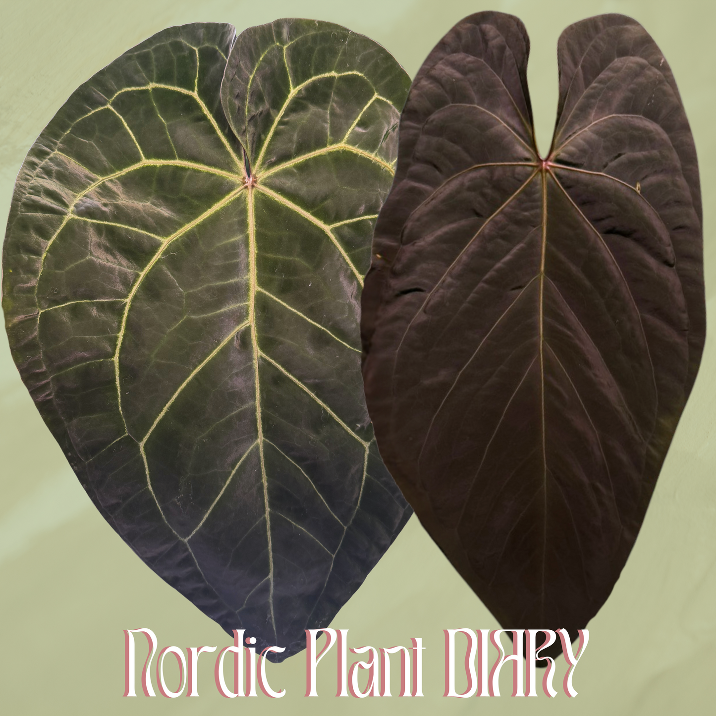Anthurium (AOS x (Zara x Michelle) 4) x (noid 'Code Red' x papillilaminum 'A+')