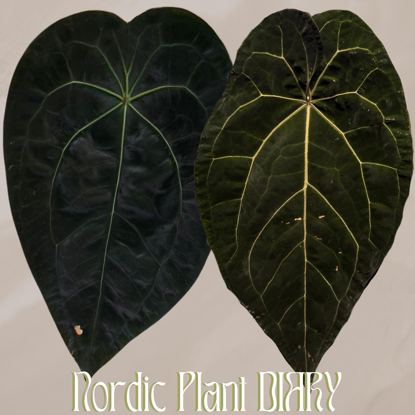 Anthurium (AOS x forgetii 2) x (AOS x (Zara x Michelle) 5)