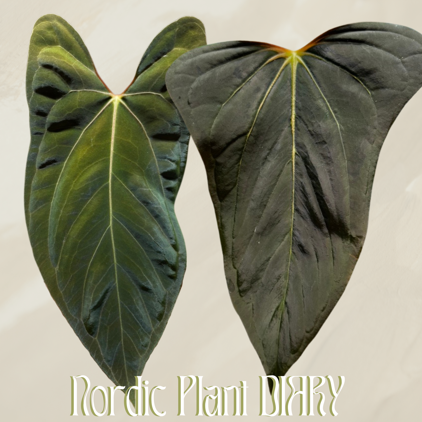 Anthurium (pap 'Marie' x self) x (Dorito port x pap 'RLFS')