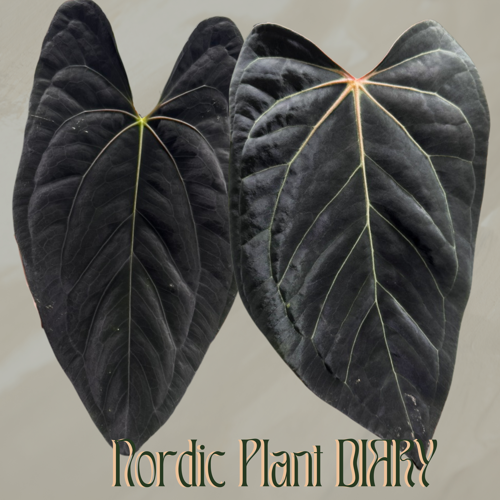 npd-cover:1787922102202-6.png