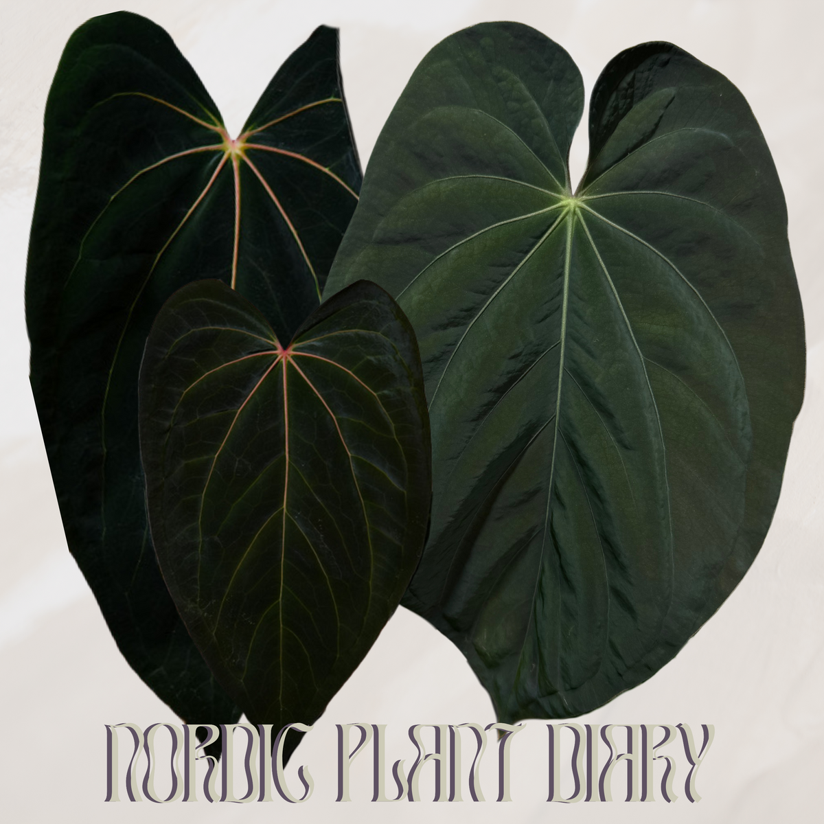 npd-cover:1789196567253-3.png