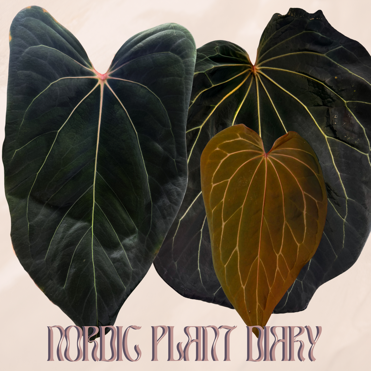 npd-cover:1789196816112-vikashopify.png