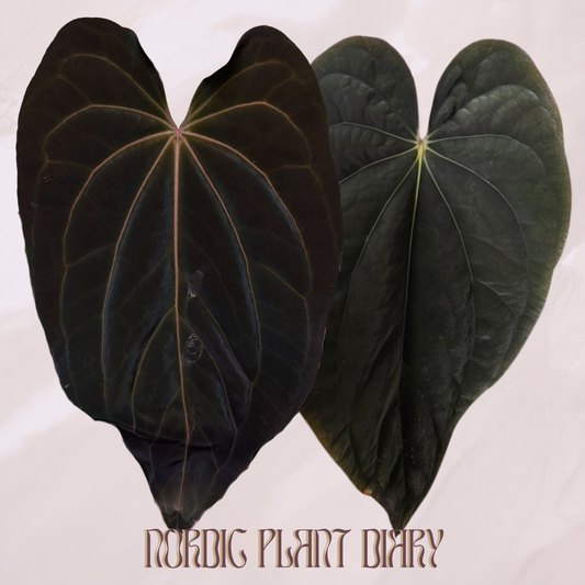 npd-cover:1790367370789-3.png