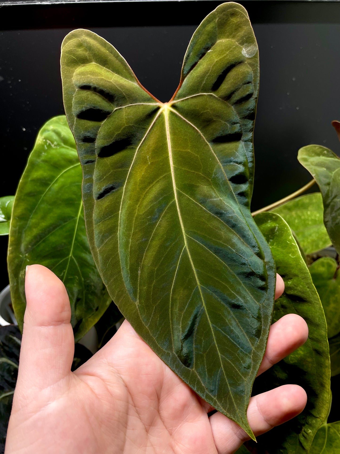 Anthurium papillilaminum 'Marie' x self