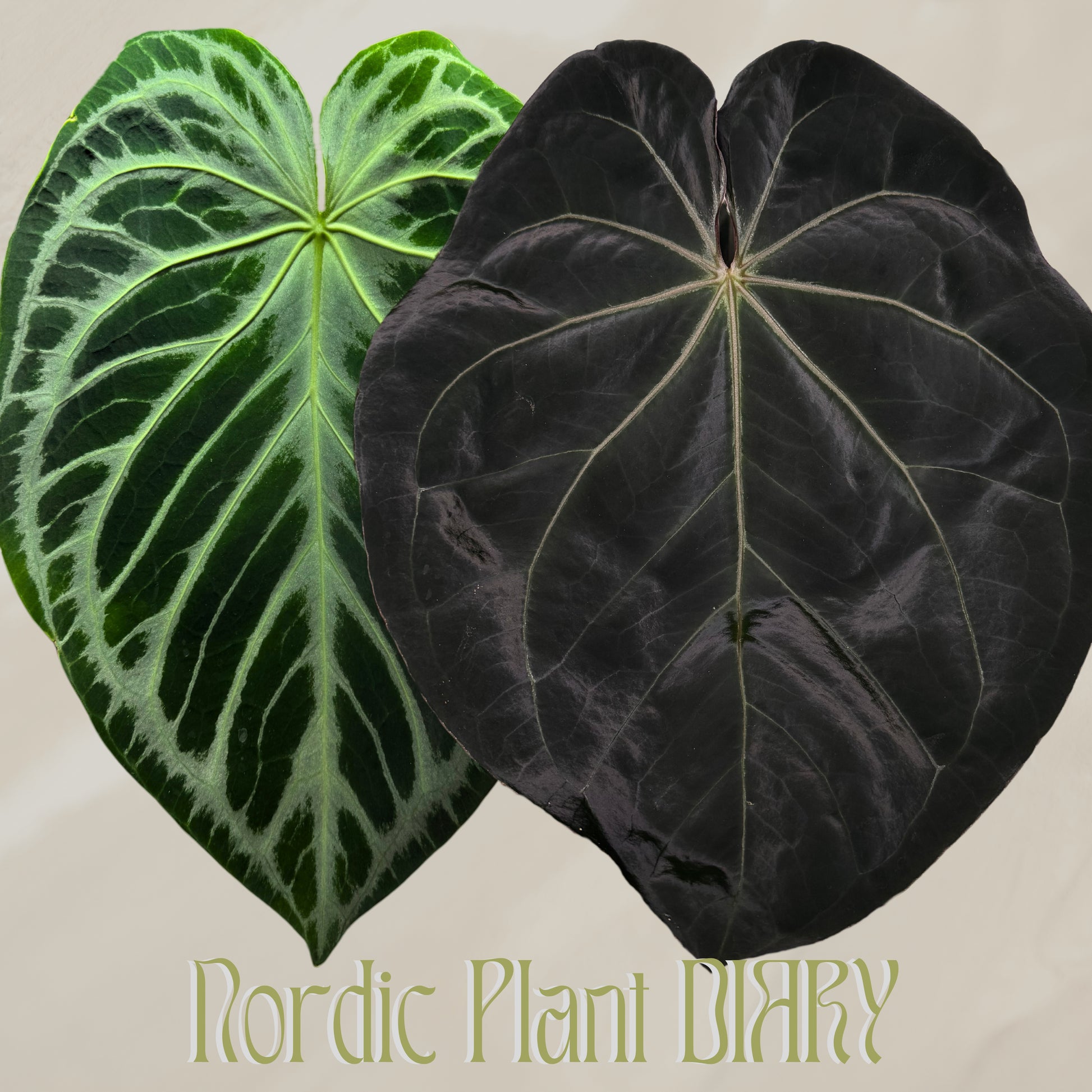 Anthurium Silver Blush x complex HU hybrid 1 - Nordic Plant Diary