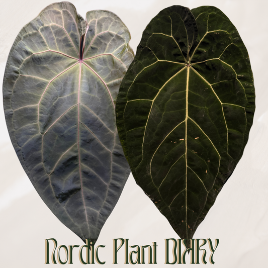 Anthurium AOS x (Zara x Michelle) F2