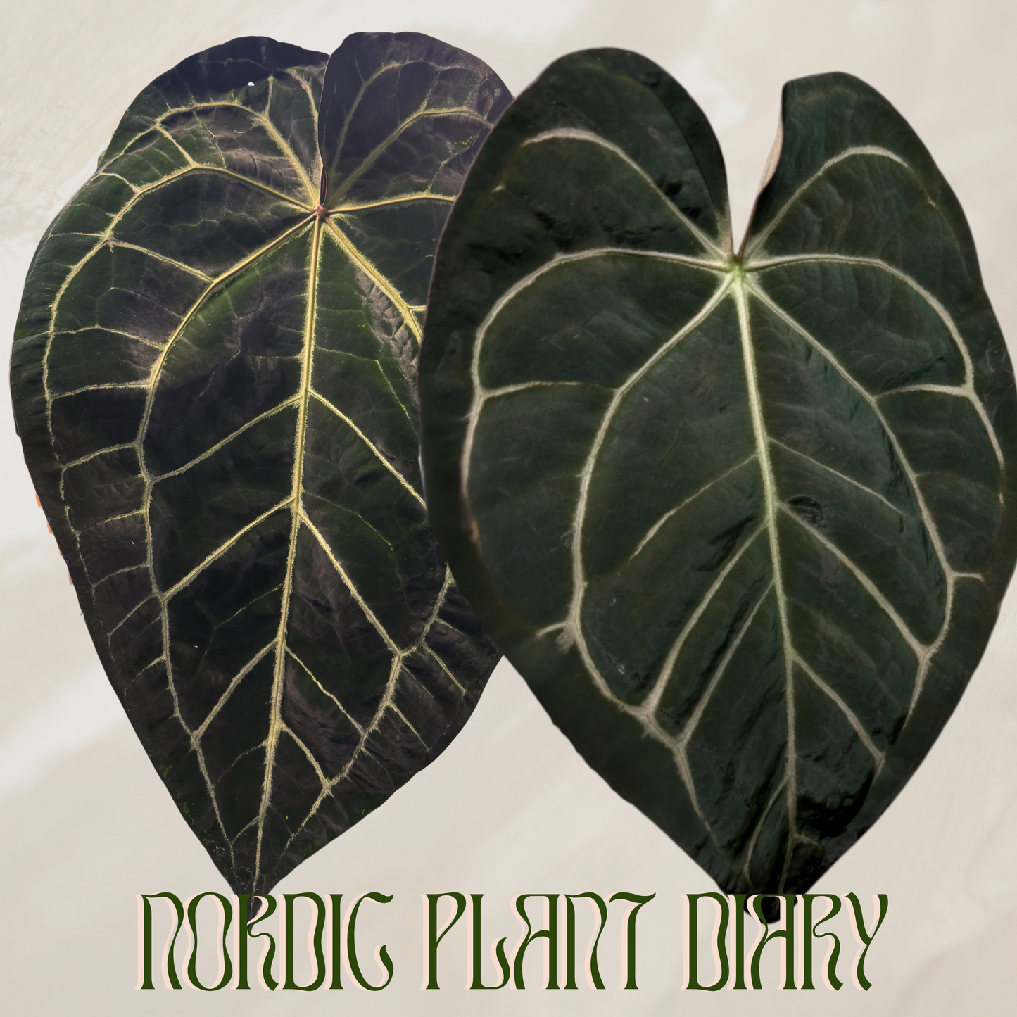 Anthurium (AOS x ZaraMichelle 3) x carlablackiae (NSE)