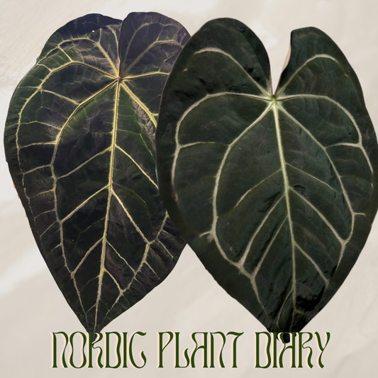 Anthurium (AOS x ZaraMichelle 3) x carlablackiae (NSE)