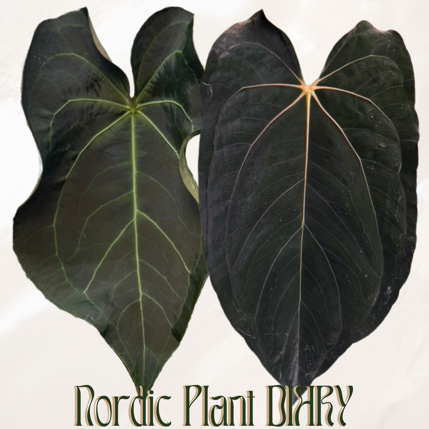 Anthurium (AOS x warocqueanum) x ((carlablackiae x dressleri RD) x pap 'RLFS')