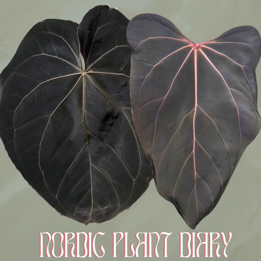 Anthurium complex HU hybrid 2 x ((Midnight velvet x Red Studd) x carlaX 2)
