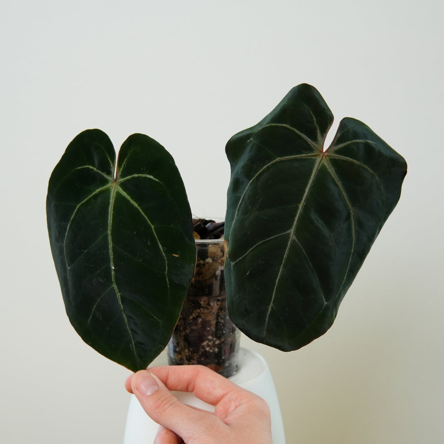 Anthurium 'complex HU 2'