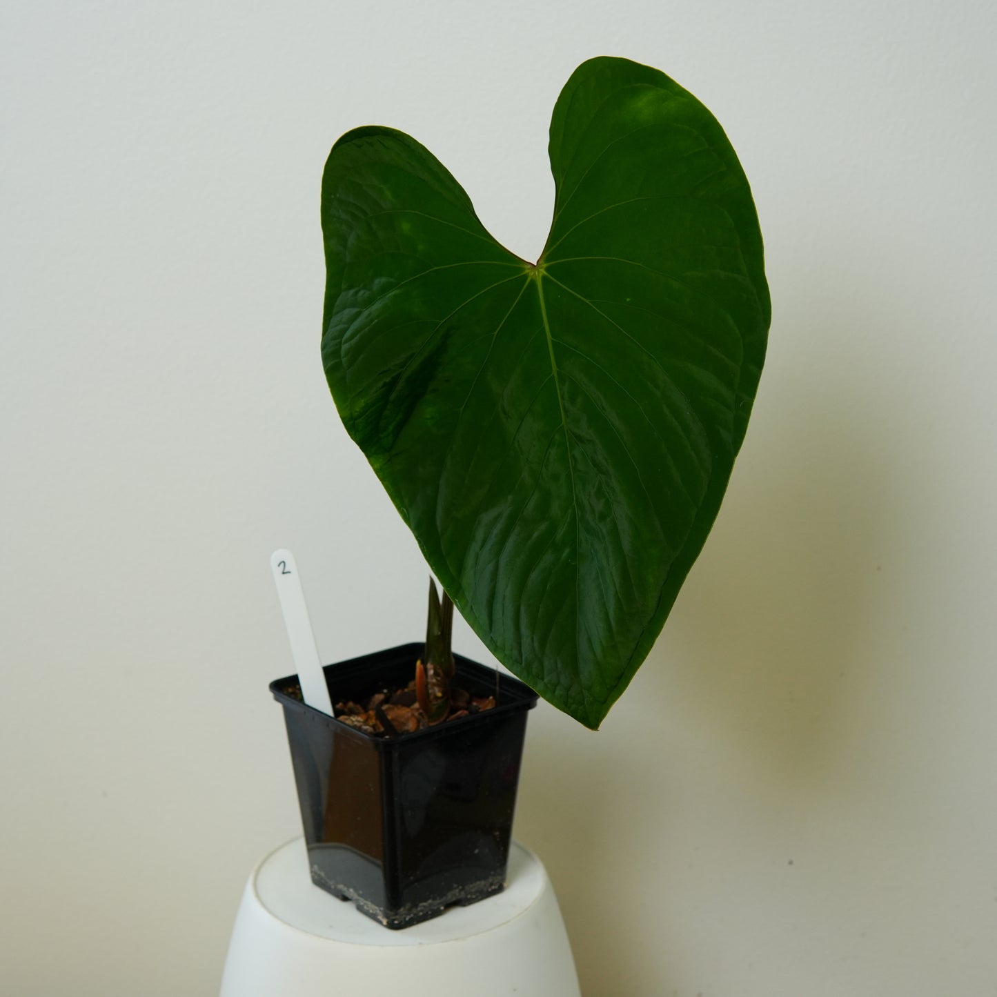 Anthurium 'Huanco velvet'