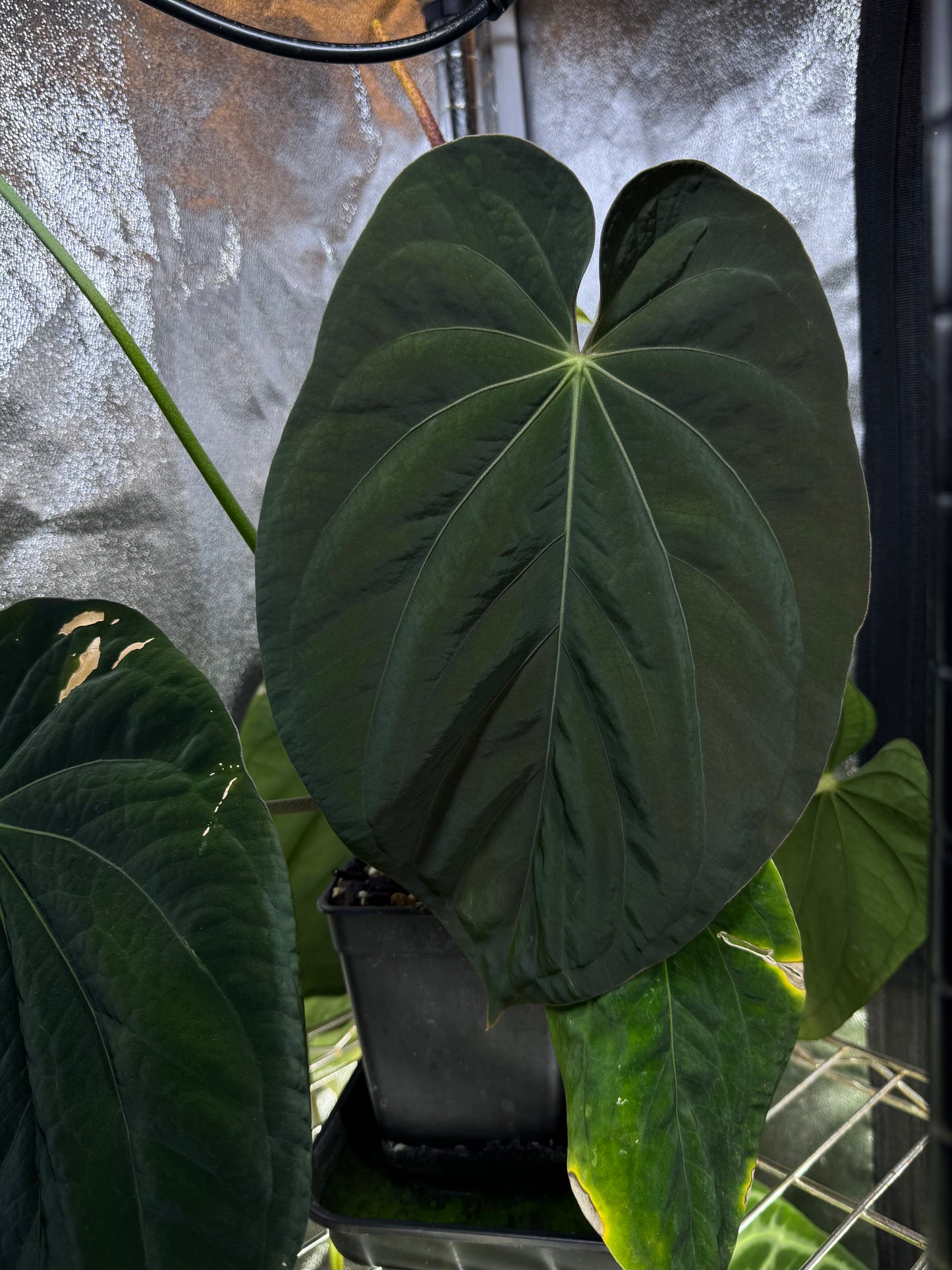 Anthurium BVEP 'Round x RA 1’