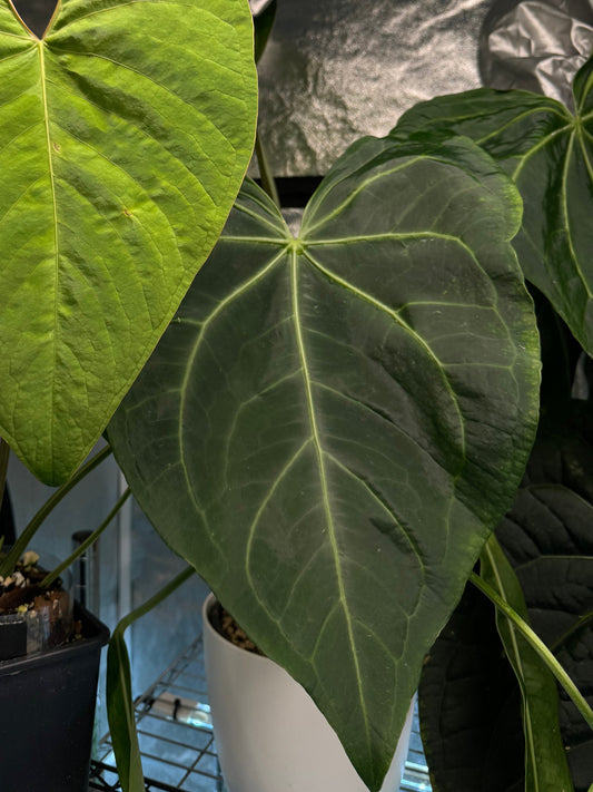 Anthurium crystallinum x macrolobium