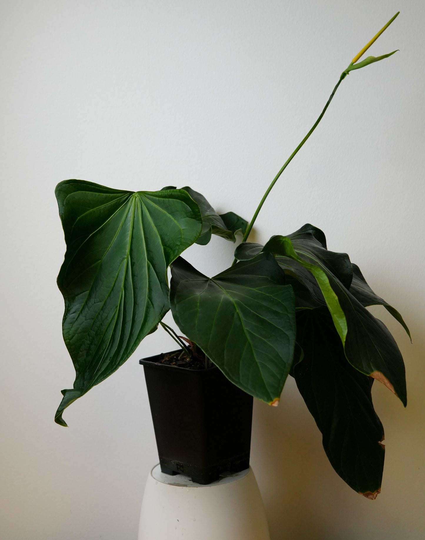 Rioclarense Wild Hybrid