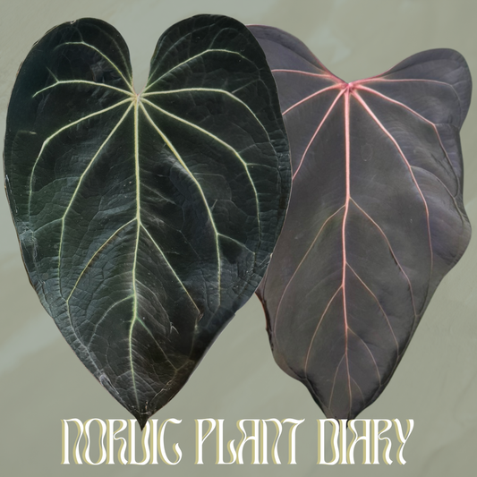 Anthurium (BW x RVC) × ((Midnight velvet x Red Studd) x carlaX 2)