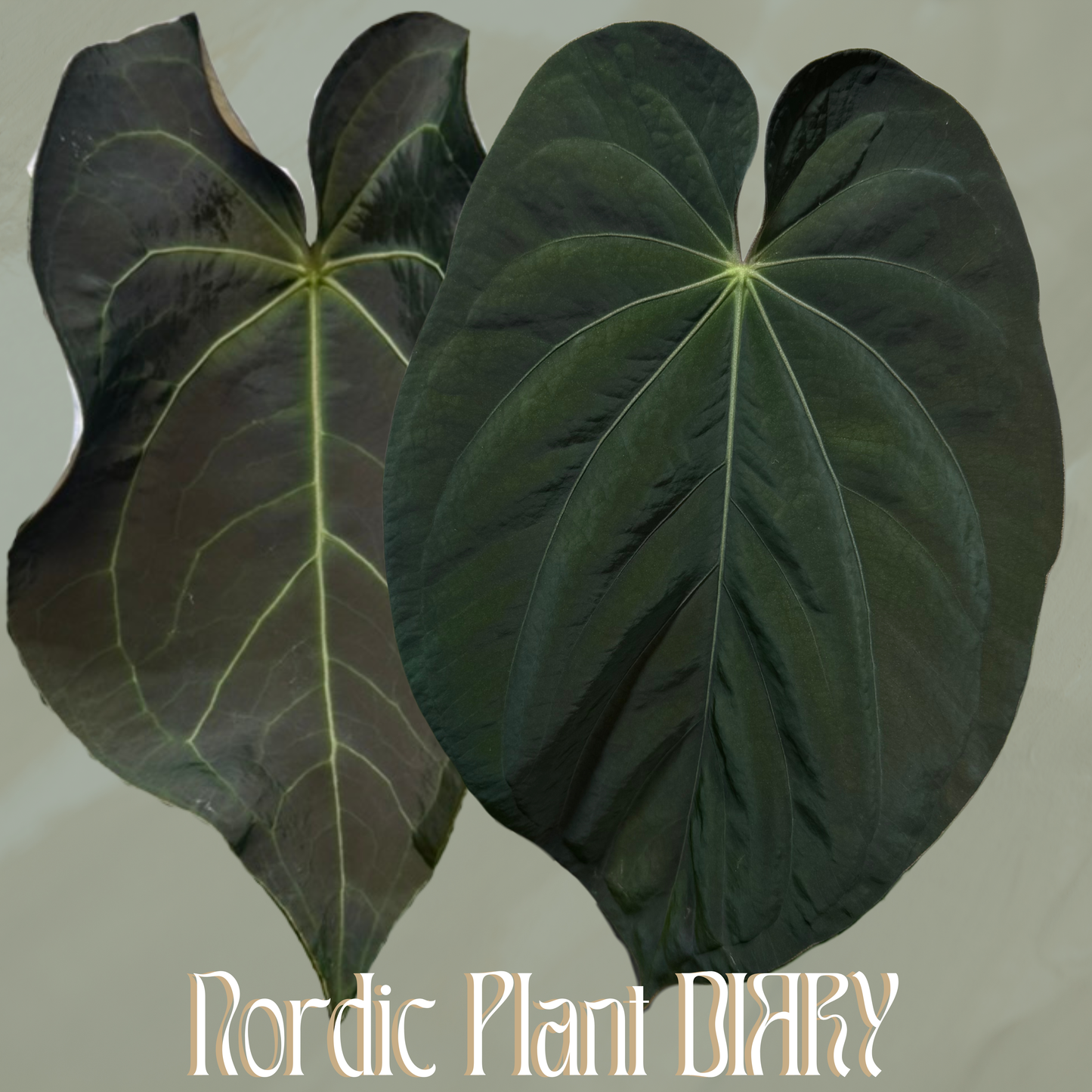 Anthurium (AOS x warocqueanum) x BVEP (round x RA1)