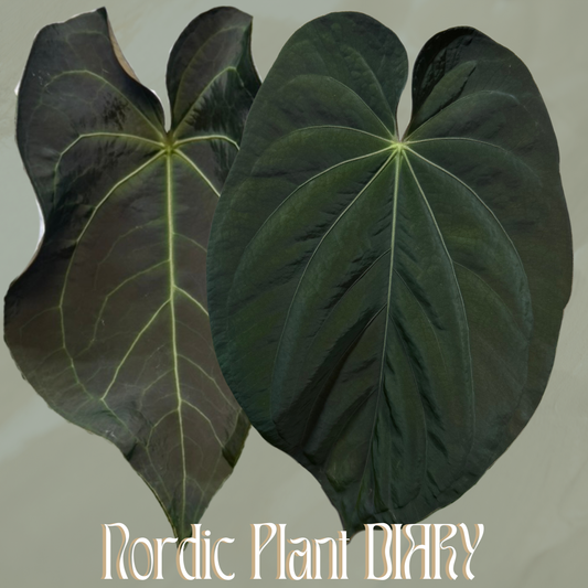 Anthurium (AOS x warocqueanum) x BVEP (round x RA1)