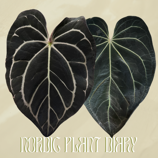 Anthurium carlablackiae WU1 self x (Black Widow x Red Velvet Cake)