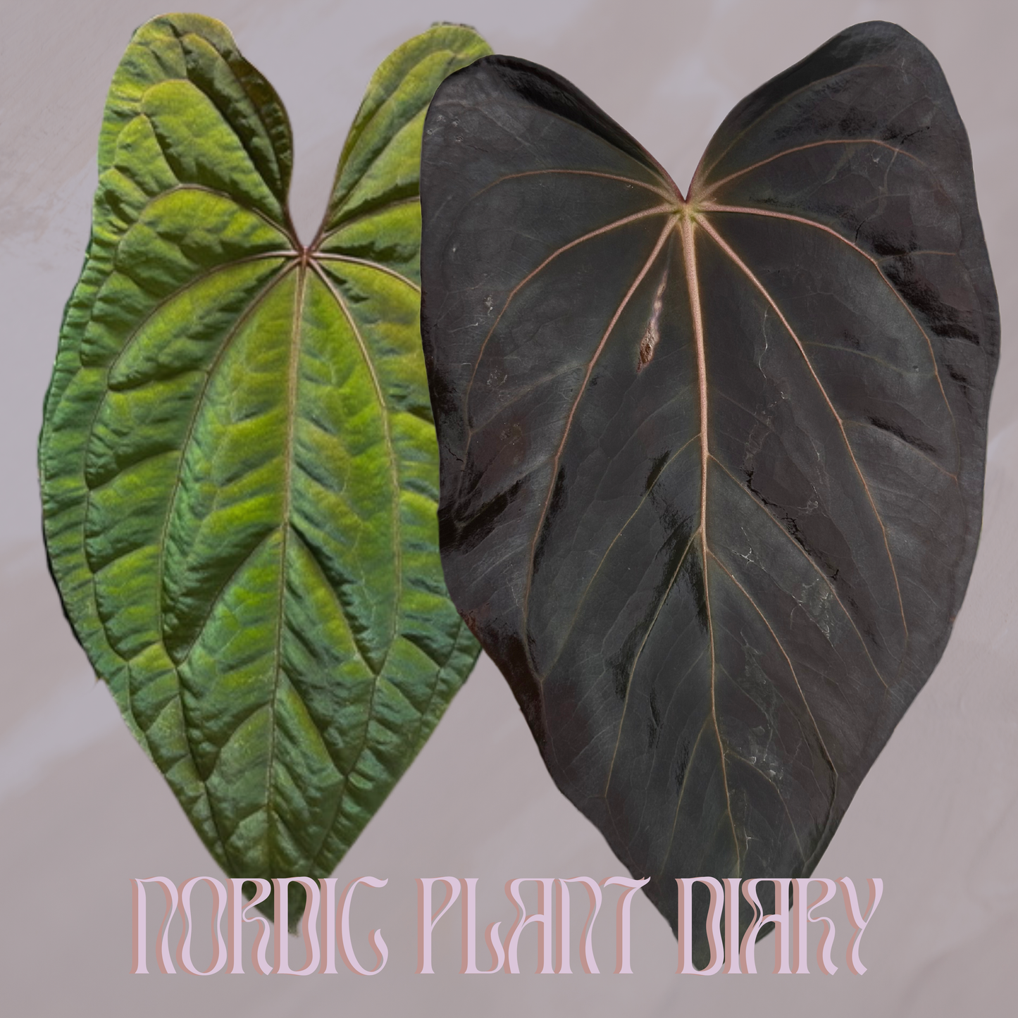 Anthurium RVDP x carlablackiae X (NSE)