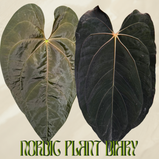 Anthurium Queen of Hearts Hybrid 1 x ((carlablackiae x dressleri RD) x pap 'RLFS')