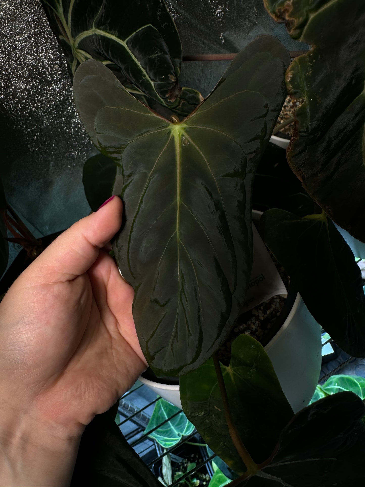 Anthurium papillilaminum 'Marie' x self