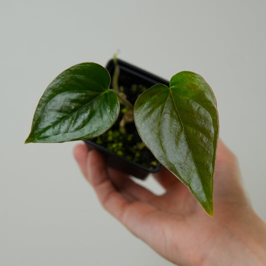 Anthurium moodeanum